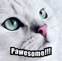 cosmocatofficial cute cat cosmo cat eyes cat reaction GIF