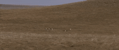 south dakota GIF