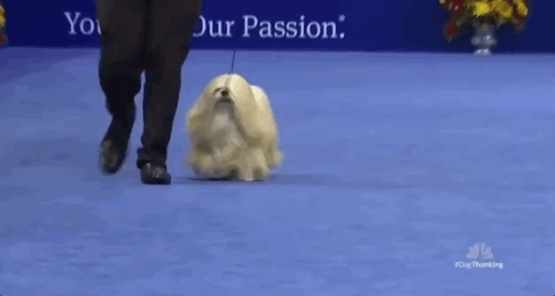 national dog show 2018 GIF by NBC