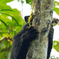 South America Bear GIF by BBC America