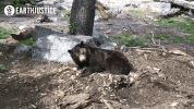 bear GIF by Earthjustice