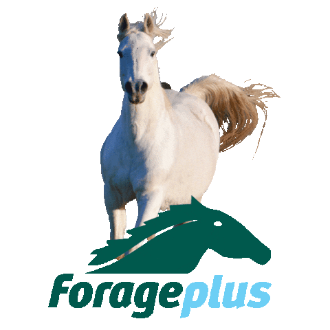 White Horse Sticker by Forageplus