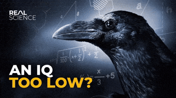 AN IQ TOO LOW?