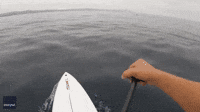 Paddleboarder Creates Otherworldly View of Ocean Feeding Frenzy