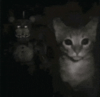 Cat Horror GIF