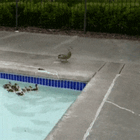 duck GIF