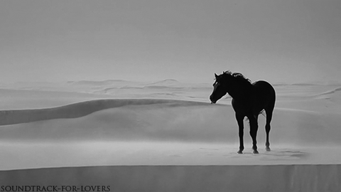 horse GIF