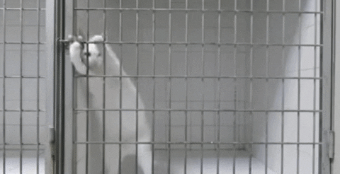 cat jail GIF