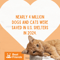 Adopt Best Friends GIF by Best Friends Animal Society