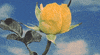Flower Rose GIF