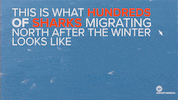 awesome news GIF by NowThis 