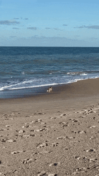 GIF by Crusoe