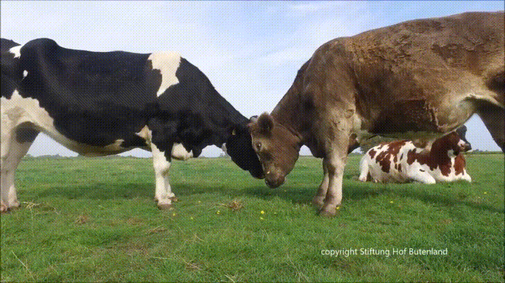 cows GIF