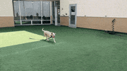 Dog Adopt GIF by Peninsula Humane Society & SPCA