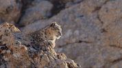GIF by Disneynature