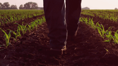channelseed giphyupload walking agriculture farmer GIF
