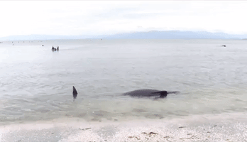Hundreds of Whales Die After Becoming Stranded on New Zealand Beach