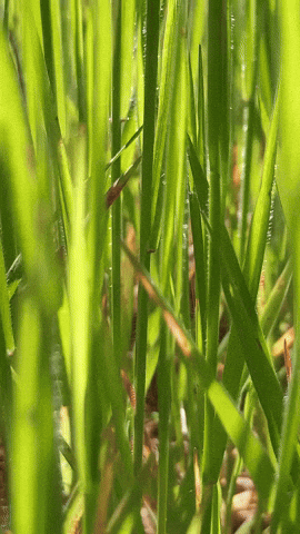 Simongip giphyupload GIF