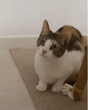 Cat Nu GIF