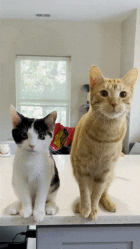 mylesandspot mylesandspot GIF