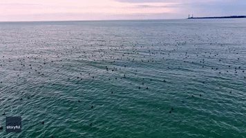 Drone Flying Over Lake Erie Shows Hundreds of Birds Chilling on Water