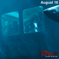 Great White Shark GIF by 47 Meters Down Uncaged