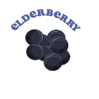 Immunity Elderberry Sticker by Dr. Talbots
