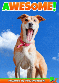 Happy Taylor GIF by PetJuvenate - PJ