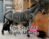 halloween horse GIF by bjorn