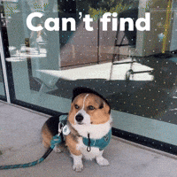 Corgi Milo GIF