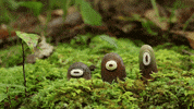 sumofitsparts animation animated forest stop motion GIF