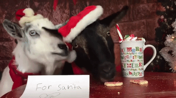Goats Eat Santas Cookies