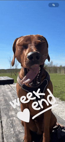 Dog Weekend GIF