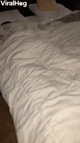 Doggo Doesn't Appreciate Being Woken Up