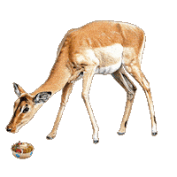 Deer Sticker by Foodmaker