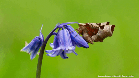 savebutterflies giphybackdropmaker nature wildlife conservation GIF