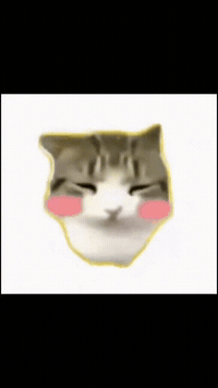Cat Car GIF