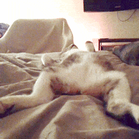 tired cat GIF