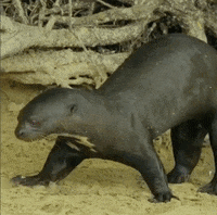 otter alanis morisette GIF by chuber channel