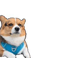 Dog Corgi Sticker