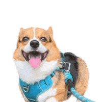 Corgi Polish Sticker
