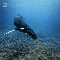 Pbs Nature Swimming GIF by Nature on PBS