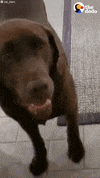 Dogs GIF by The Dodo