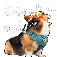 Corgi Milo Sticker
