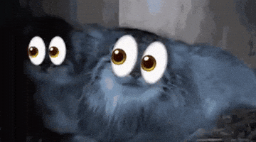 DailyMantle3 giphyupload cat eyes giphycreatortest GIF