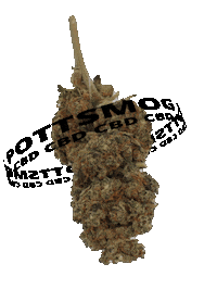 Nutzhanf Sticker by PottSmog