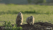 Dance America GIF by Nat Geo Wild