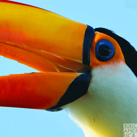 South America Bird GIF by BBC America