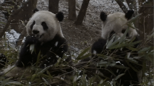 snow pandas GIF by Neon Panda MX
