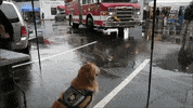 Golden Retriever Dog GIF